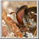 Meligramma euchroma - Schwebfliege m02.jpg